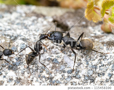 混凝土上的黑木蟻 115458100