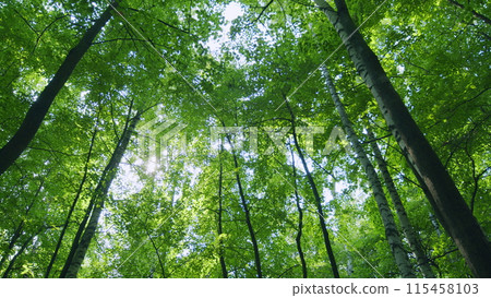 Green forest landscape with sun light rays. Nature with beautiful sunlight. Spring time. Wide shot. 115458103