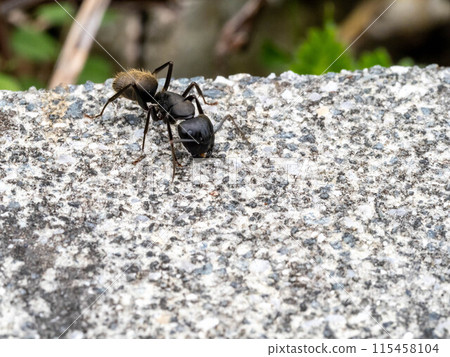 Black carpenter ant on concrete Black carpenter ant on concrete 115458104