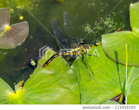 A female black-striped dragonfly resting on a water lily leaf and laying eggs A female black-striped dragonfly resting on a water lily leaf and laying eggs 115458105
