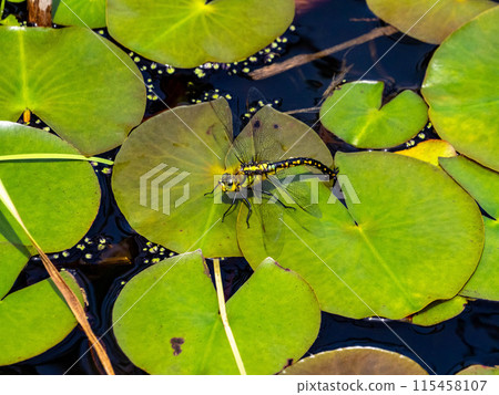 A female black-striped dragonfly resting on a water lily leaf and laying eggs A female black-striped dragonfly resting on a water lily leaf and laying eggs 115458107