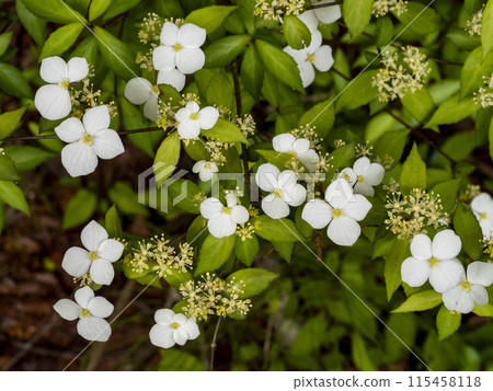 繡球花的白花 115458118