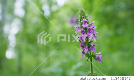 Stachys palustris grows among grasses in wild. Barsh woundwort or marsh hedgenettle and hedge nettle. Close up. 115458142