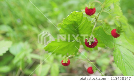 Fruit of woodland strawberry. European wild strawberry. Woodland strawberry. Close up. Fruit of woodland strawberry. European wild strawberry. Woodland strawberry. Close up. 115458147
