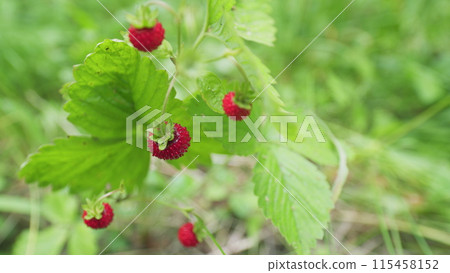 Wild strawberry berry grows in forest. Red ripe wild strawberries in grass. Close up. Wild strawberry berry grows in forest. Red ripe wild strawberries in grass. Close up. 115458152