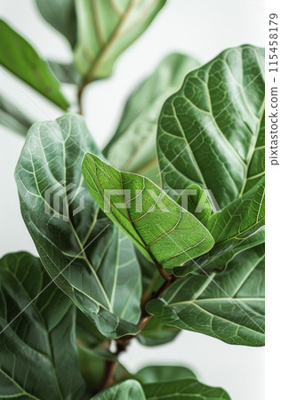 Close Up Of Fiddle Leaf Fig Plant Leaves In Daylight 115458179