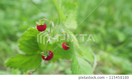Nature of Europe. Wild organic strawberries in forest. Ripe red wild strawberry berry on a bush. Close up. 115458180