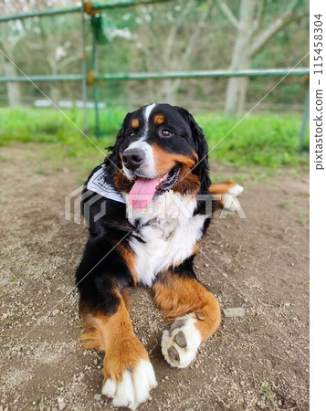 伯恩山犬躺在狗狗跑的地方，大狗 115458304