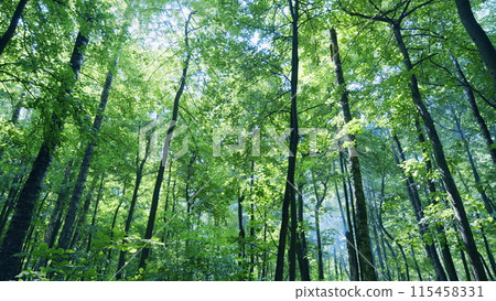 Autumn morning in forest. Panoramic landscape with sun rays light shining through trees. Wide shot. 115458331