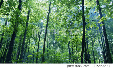 Forest with sun rays in summer. Forest of deciduous trees illuminated by sunbeams through fog. Wide shot. 115458347