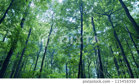 Rays of sunlight and green forest. Tree branches and sun beams coming through fog. Wide shot. 115458350