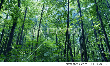 Nature green wood sunlight backgrounds. Magnificent sunrise in forest. Wide shot. Nature green wood sunlight backgrounds. Magnificent sunrise in forest. Wide shot. 115458352