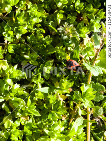 Pyrrhocoris Apterus on green grass. Red spotted beetle or Pyrrhocoris Apterus in the forest 115458431