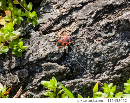 Colony of Pyrrocoris Apterus nests on the trunk of an acacia tree. Red spotted beetles or Pyrrocoris Apterus on bark 115458432