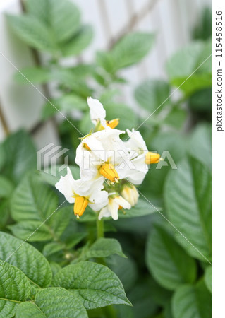 馬鈴薯花 115458516