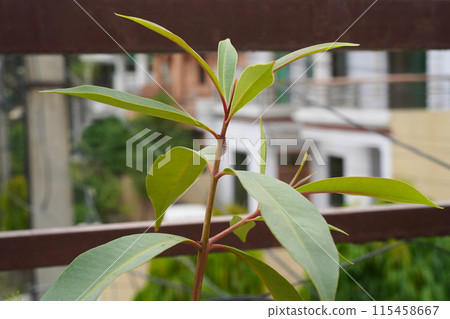 Coccoidea or aphid on a young jamun fruit tree. A white oval scale insect pest sucks sap from the trunk of a garden tree. Close-up view from side of the animal. 115458667