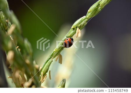 初夏的瓢蟲 115458749