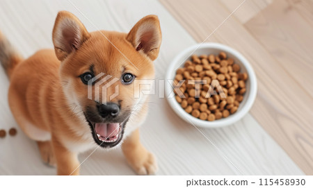 柴犬小狗在一盤狗糧前看起來很高興 柴犬小狗在一盤狗糧前看起來很高興 115458930