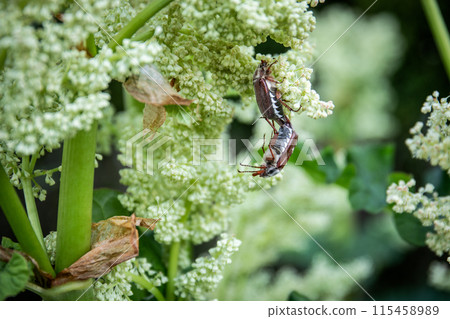 May beetle mating in rhubarb blossoms, nature in spring May beetle mating in rhubarb blossoms, nature in spring 115458989
