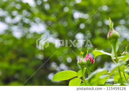 Spring Flowers Green Center 115459126