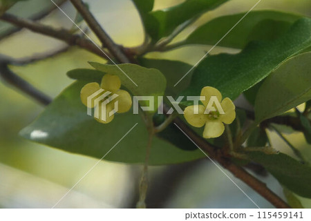 在六甲山看到美麗的黃色花朵的螞蟻瑪格米 115459141