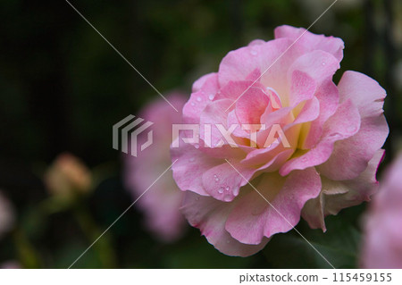 Spring Flowers Green Center Spring Flowers Green Center 115459155