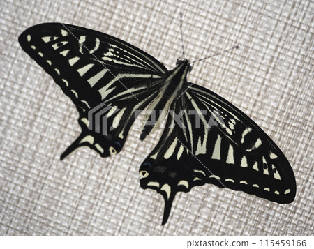 Beautiful swallowtail butterfly Beautiful swallowtail butterfly 115459166