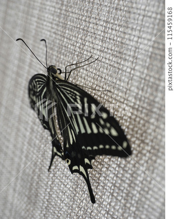 Swallowtail butterfly Swallowtail butterfly 115459168