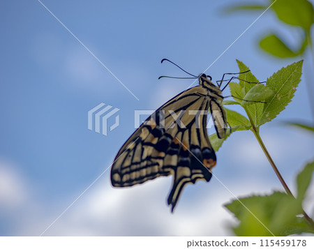 A swallowtail butterfly taking flight in the blue sky A swallowtail butterfly taking flight in the blue sky 115459178