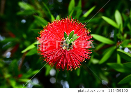 刷樹 刷樹 115459190