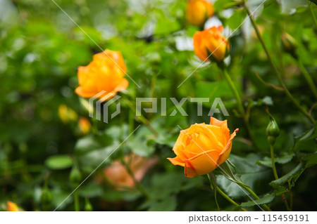 Spring Flowers Green Center Spring Flowers Green Center 115459191