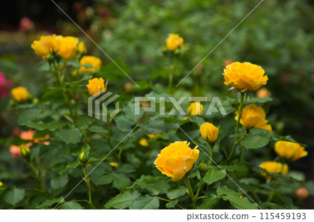 Spring Flowers Green Center Spring Flowers Green Center 115459193