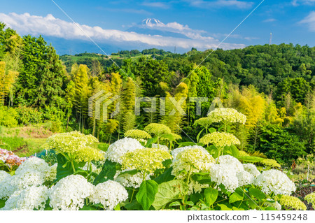 (Shizuoka Prefecture) Mt. Fuji seen through hydrangeas from the western foot of Hakone 115459248