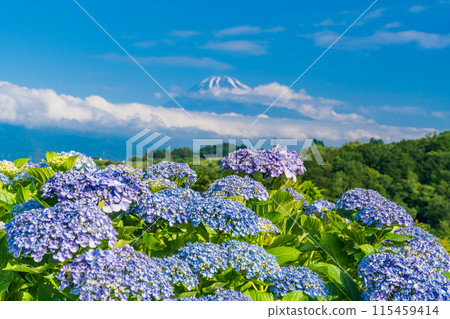(靜岡縣)從箱根西麓穿過繡球花的富士山 (靜岡縣)從箱根西麓穿過繡球花的富士山 115459414