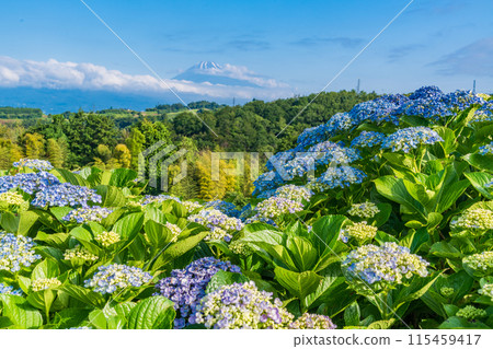 （靜岡縣）從箱根西麓穿過繡球花的富士山 115459417