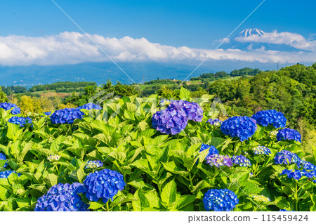 (Shizuoka Prefecture) Mt. Fuji seen through hydrangeas from the western foot of Hakone (Shizuoka Prefecture) Mt. Fuji seen through hydrangeas from the western foot of Hakone 115459424