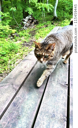 A tabby cat patrolling the wooden deck 115459445