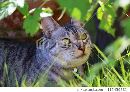 A cat in the grass 115459581