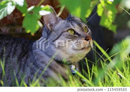 A cat in the grass 115459583