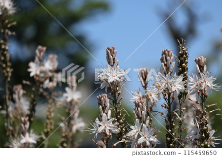 Landscape with white petaled Melianthus major flowers blooming 115459650