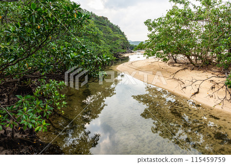 River flowing into mangrove forest. Iriomote Island. 115459759