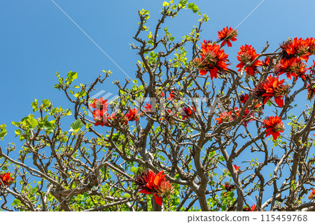 Diego red flowers on tree. Okinawa 115459768