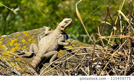 Lizard sits in dry grass on rock covered with moss and lichen against background of green grass. Wildlife and nature photographs capturing behavior of reptiles in their natural habitat. 115459775