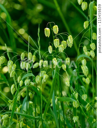 Cobansou blooming on the roadside 115459839