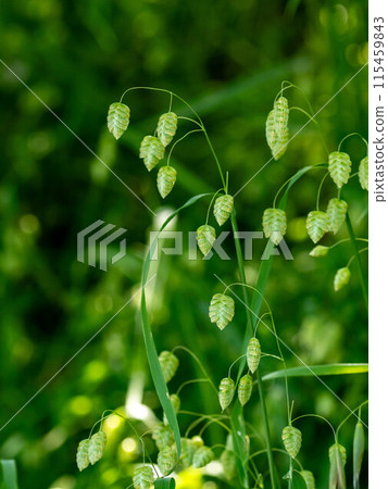 Cobansou blooming on the roadside Cobansou blooming on the roadside 115459843