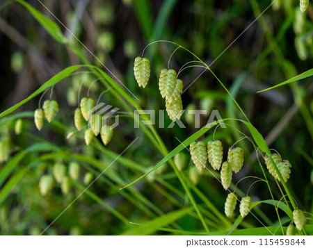 Cobansou blooming on the roadside 115459844