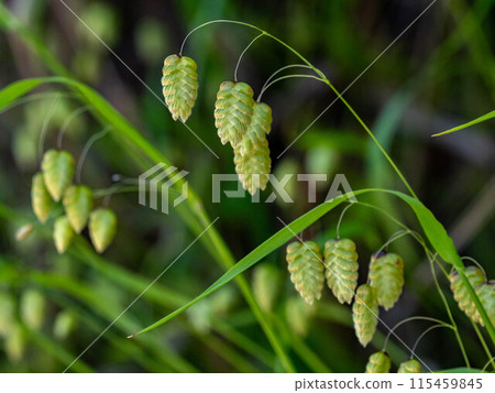 Cobansou blooming on the roadside 115459845