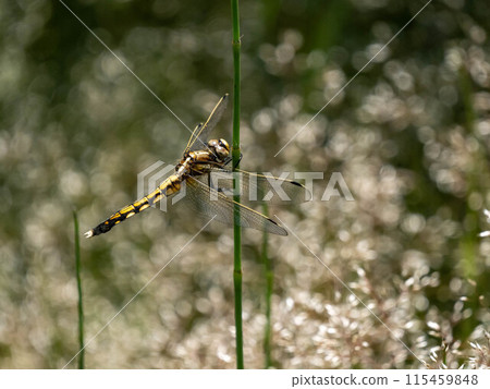 Wheat wara dragonfly perching on the grass 115459848