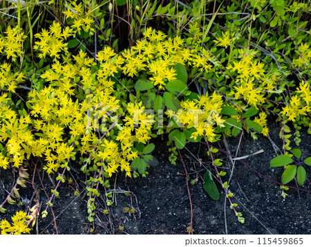 Yellow flower of Sedum sarmentum 115459865