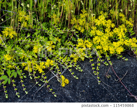 景天黃花 景天黃花 115459868